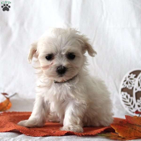 Roger, Maltese Puppy